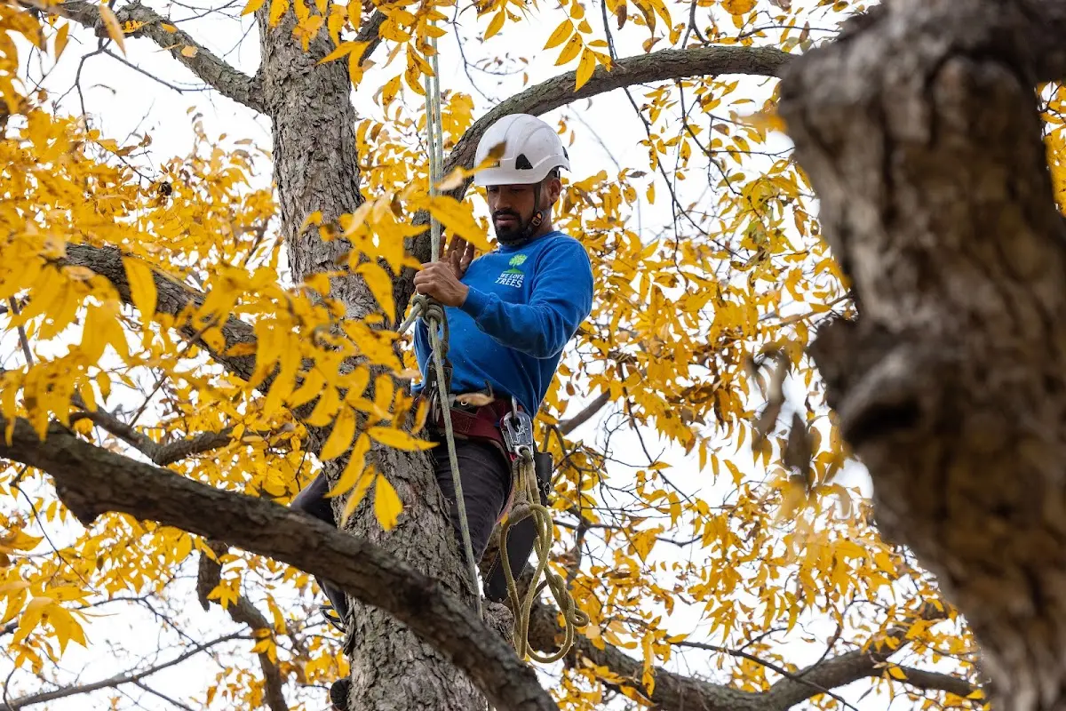 Skilled Tree Transplanting crew working in Badger